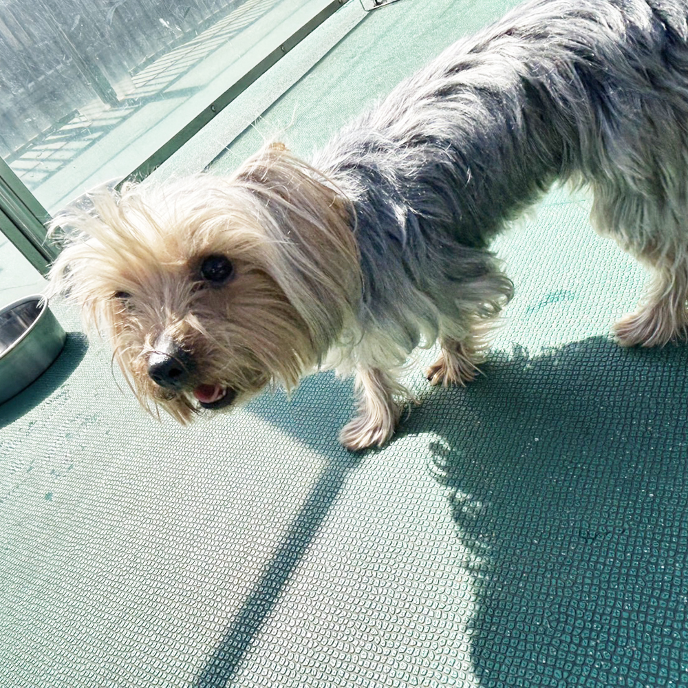 生徒が撮影したモデル犬写真♪